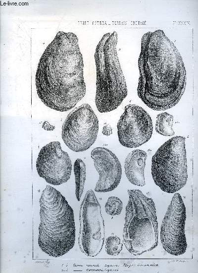 UNE PLANCHE EN NOIR ET BLANC PROVENANT DE L'ATLAS MONOGRAPHIE DU GENRE OSTREA - TERRAIN CRETACE - PLANCHE N34 OSTREA VERNEUILI LEYMERIE ETAGE GARUMNIEN - GARUMNENSIS COQUAND - SIGMOIDEA GEINITZ SANTONIEN - RETICULATA - CORTEX CONRAD CAMPANIEN - SEMIPLANA