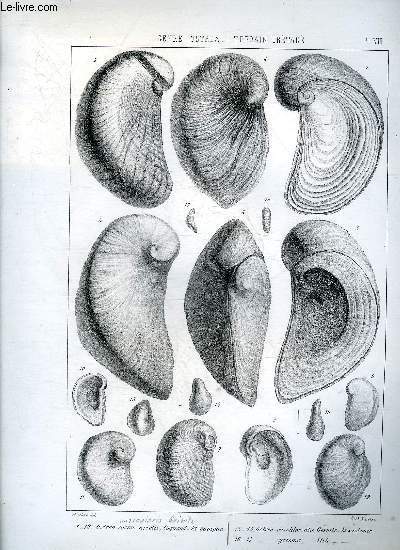 UNE PLANCHE EN NOIR ET BLANC PROVENANT DE L'ATLAS MONOGRAPHIE DU GENRE OSTREA - TERRAIN CRETACE - PLANCHE N8 OSTREA CORNU ARIETIS COQUAND ET.CAMPAN - OSTREA CURVIDORSATA GEINITZ ET.SANTONIEN - CYRTOMA ALTH.