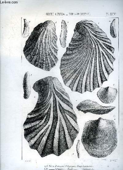 UNE PLANCHE EN NOIR ET BLANC PROVENANT DE L'ATLAS MONOGRAPHIE DU GENRE OSTREA - TERRAIN CRETACE - PLANCHE N24 OSTREA DESHAYESI H.COQUAND ETAGE SANTONIEN - TETRAGONA BAYLE CAMPANIEN - RONVILLEI H.COQUAND SANTONIEN .