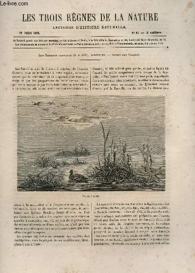 LES TROIS REGNES DE LA NATURE - LECTURES D'HISTOIRE NATURELLE / DEUXIEME ANNEE - N83 - 29 JUILLET 1865 / LES CANARDS SAUVAGES (4e ARTICLE) - SAECELLES - CHASSE AUX CANARDS.