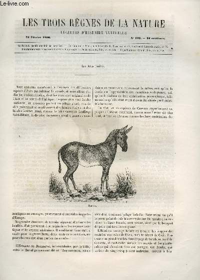 LES TROIS REGNES DE LA NATURE - LECTURES D'HISTOIRE NATURELLE / TROISIEME ANNEE - N113 - 24 FEVRIER 1866 / LES ANES (SUITE).
