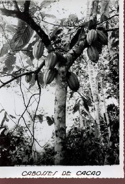 PHOTO-CARTE DE LA COTE D'IVOIRE : CABOSSES DE CACAO.