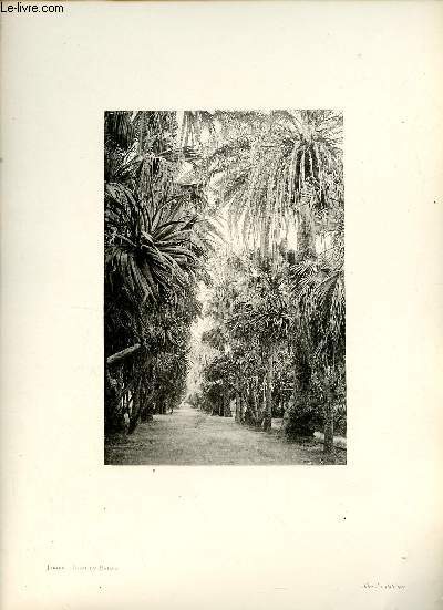 Jardin d'essai du Hamma Alle des Palmiers - Une photogravure en monochrome extraite de la revue mensuelle L'Algrie artistique et pittoresque (vers 1890).