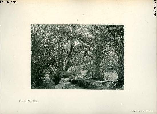Jardins du vieux Biskra - Une photogravure en monochrome extraite de la revue mensuelle L'Algrie artistique et pittoresque (vers 1890).
