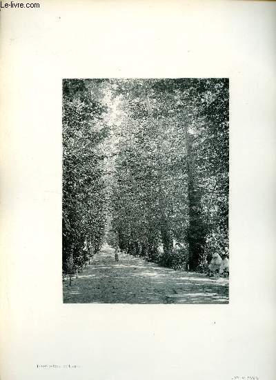 Jardin d'essai du Hamma, Alle des Platanes - Une photogravure en monochrome extraite de la revue mensuelle L'Algrie artistique et pittoresque (vers 1890).