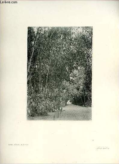 Jardin d'essai du Hamma, Alle des Bambous - Une photogravure en monochrome extraite de la revue mensuelle L'Algrie artistique et pittoresque (vers 1890).