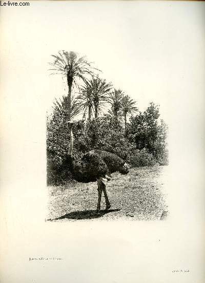 Jardin d'essai du Hamma - Autruche Mle - Une photogravure en monochrome extraite de la revue mensuelle L'Algrie artistique et pittoresque (vers 1890).