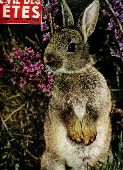 La vie des btes et l'ami des btes n122 septembre 1968 - La sarcelle d'hiver - le chameau et l'islam - chiens de nomades - les btes ont elles un sens prmonitoire ? - les oursins ces inconnus - des oiseaux gardiens de troupeaux - chauve souris etc.