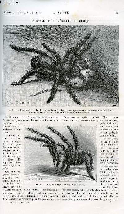 La nature n 1024 - La mygale de la mnagerie du musum avec deux gravures dans le texte d'une mygale (par A. L. Clment) bicolore du Brsil dvorant une souris et en position de dfense. La photographie orthochromatique avec photos dans le texte