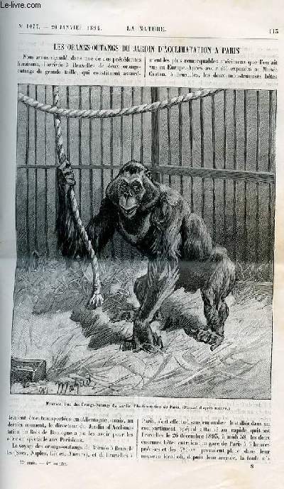 La nature n 1077 - Les orangs-outangs du Jardin d'Acclimatation  Paris avec gravure dans le texte de Maurice orang outan . Sur l'emploi de la tourbe comme litire,suite et fin par Villain. Une trombe marine par le docteur Paul Gouzien. L'utilisation