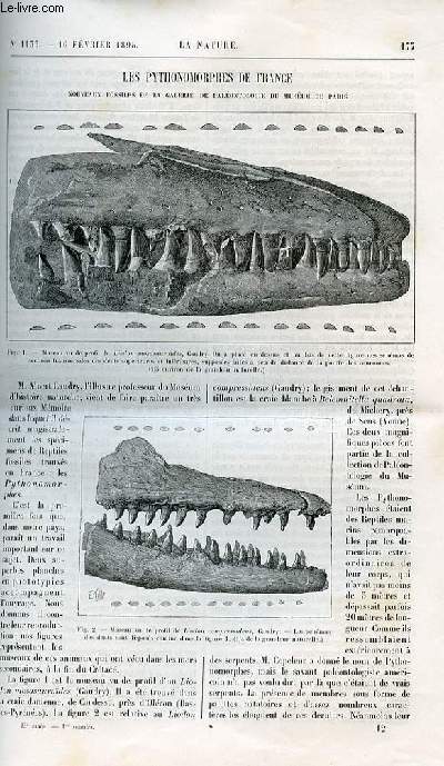 La nature n 1133 - Les pythonomorphes de France - nouveaux fossiles de la galerie de palontologie du musum de Paris avec gravures dans le texte de deux vues de profil de liodons (liodon mosasaurodes et liodon compressidens). Photograhies des couleurs