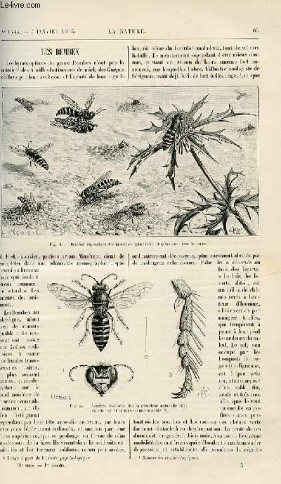 La nature n 1545 - Les Bombex par H. Coupin - La Section de L'alcool par Raymond Periss - La Neige dans le jura par L.R - L'alimentation Nouvvelle par Dr Thphon - Illusion d'optique - Dressage des animaux sauvages par A.Tissandier - Le Pendule