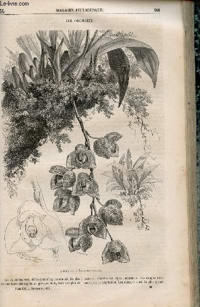 LE MAGASIN PITTORESQUE - Livraison n036 - Les orchides.
