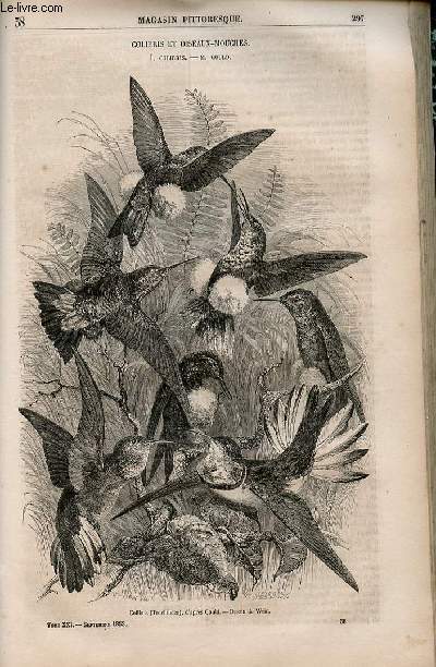 LE MAGASIN PITTORESQUE - Livraison n038 - Colibris et oiseaux-mouches - Colibris - Gould,  suivre.