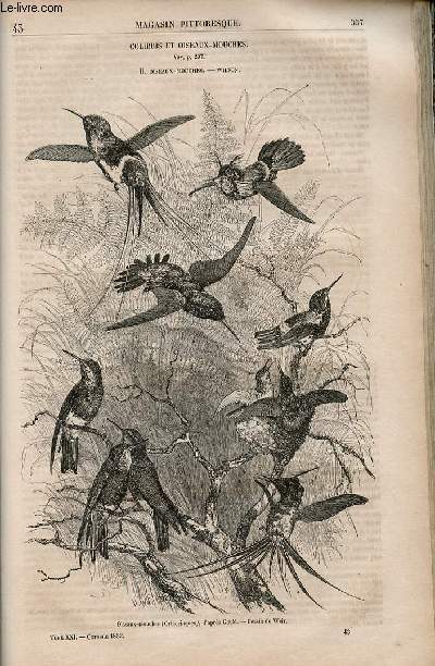 LE MAGASIN PITTORESQUE - Livraison n043 - Colibris et oiseaux mouches,suite - oiseaux mouches - Wilson.