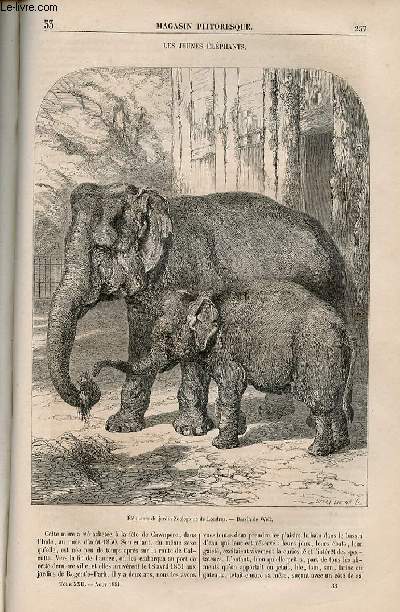 LE MAGASIN PITTORESQUE - Livraison n033 - Les jeunes lphants.