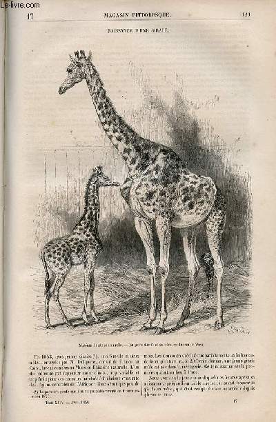 LE MAGASIN PITTORESQUE - Livraison n017 - Naissance d'une girafe.