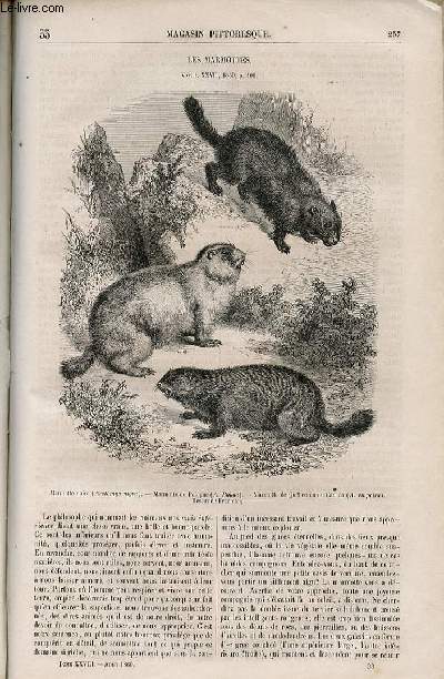 LE MAGASIN PITTORESQUE - Livraison n033 - Les marmottes.