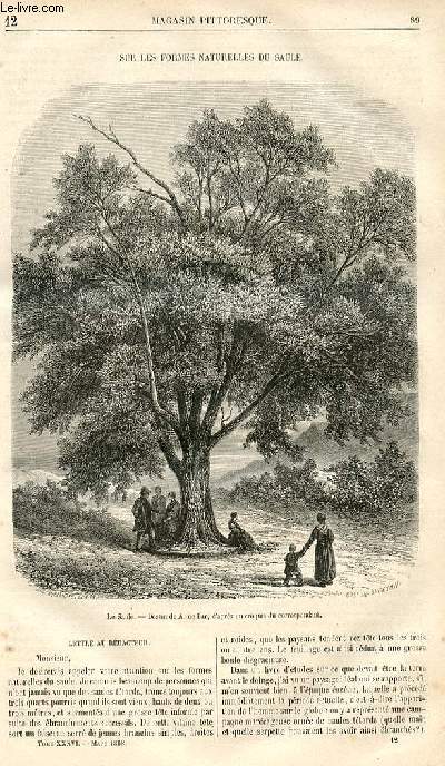 LE MAGASIN PITTORESQUE - Livraison n012 - Sur els formes naturelles du saule.
