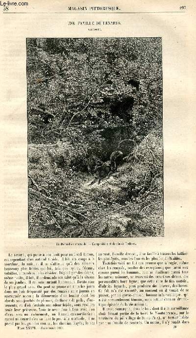 LE MAGASIN PITTORESQUE - Livraison n°038 - Une famille de renards, anecdote.