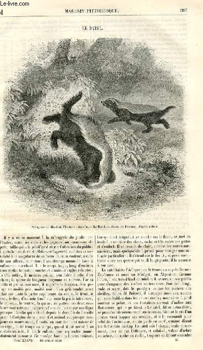 LE MAGASIN PITTORESQUE - Livraison n051 - Le ratel.