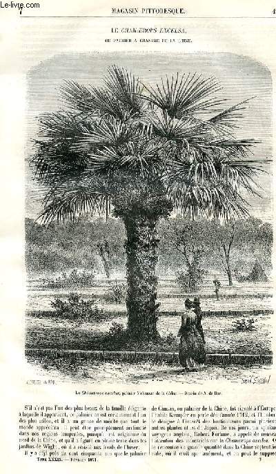 LE MAGASIN PITTORESQUE - Livraison n07 - Le chamaerops excelsa ou palmier  chanvre de la Chine.