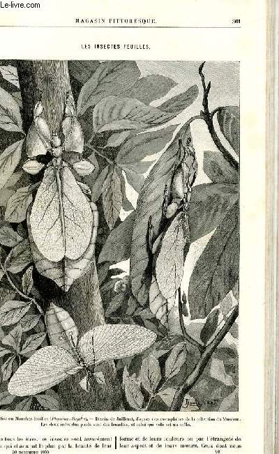LE MAGASIN PITTORESQUE - Livraison n22 - Les insectes feuilles par Charles Brongniart.