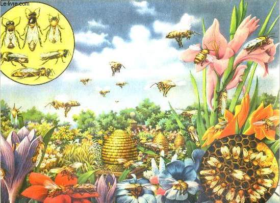 ANIMAUX DANS LA NATURE - ABEILLES - FLAMANTS - RHINOCEROS AFRICAINS - ECUREUILS - TORTUES - DROMADAIRES - PELICANS - PERROQUETS ET ARAS - OURSINS ET ETOILES DE MER - LAMAS.