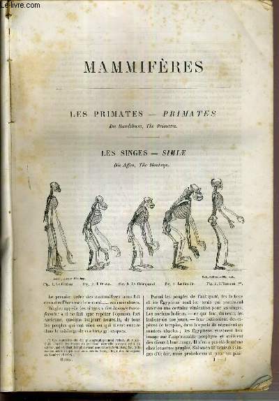 MAMMIFERES - TOME 1 - les primates, les lemuriens ou faux singes, les onguiculs../ COLLECTION LES MERVEILLES DE LA NATURE.