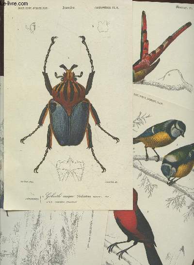 Tir  part Grande Encyclopdie de la Nature : Lot de 16 reproductions en couleurs d'illustrations de l'Atlas d'Orbigny.