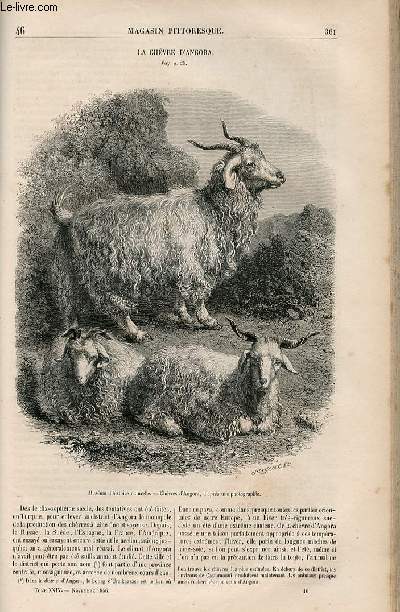 Magasin Pittoresque Livraison n046 - Tome XXIV Novembre 1856 : La Chvre d'Angora