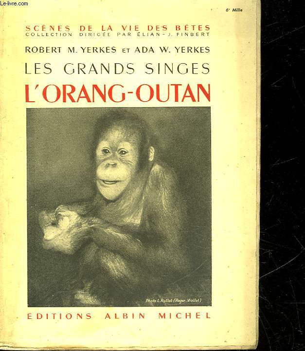 LES GRANDS SINGES - L'ORANG OUTAN