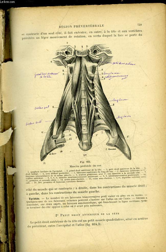 TRAITE D'ANATOMIE HUMAINE