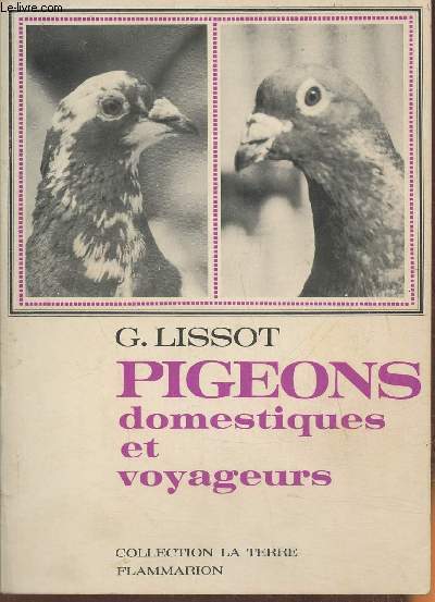 Pigeons domestiques et voyageurs