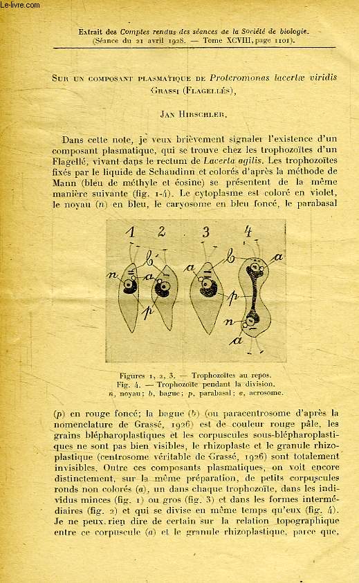 SUR UN COMPORTEMENT PLASMATIQUE DE PROTEROMONAS LACERTAE VIRIDIS GRASSI (FLAGELLES)