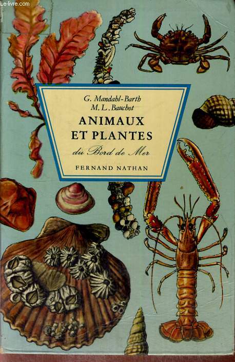 ANIMAUX ET PLANTES DU BORD DE MER