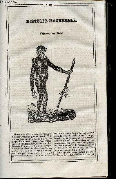 Le Journal des Enfans - extrait du tome 4 - 4eme anne - Histoire naturelle : L'homme des bois par J. P. Beaude