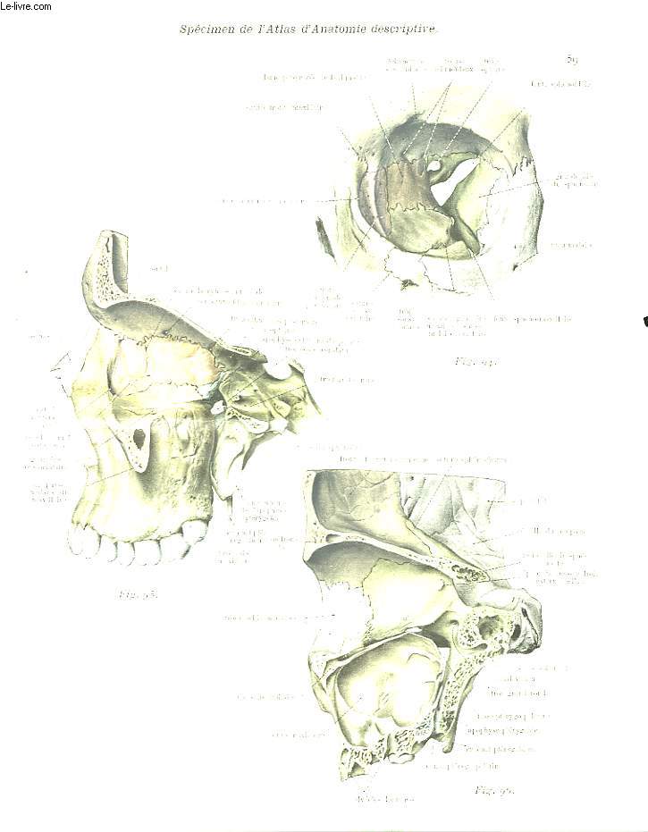 Atlas d'Anatomie Descriptive