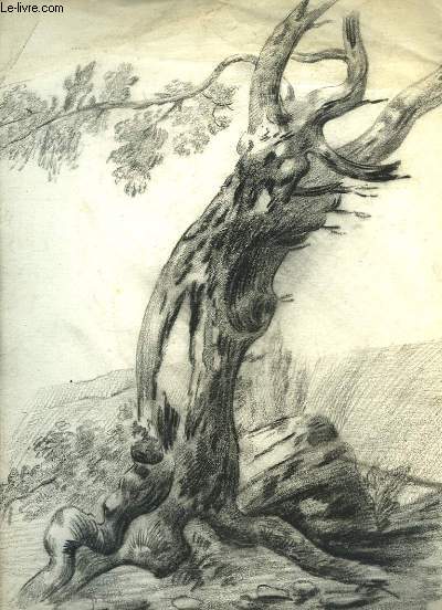 Dessin original au fusain, d'un tronc d'arbre, pench vers la droite