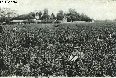 Vignoble du Chteau Priban. Macau-Mdoc (Gironde). Th. Bellemer (Propritaire). (Reproduction de carte postale sur planche plastique).