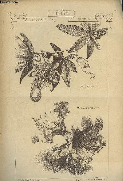 Documents et Matriaux. 2 Livraisons n238 et 463 : FLEURS. Passiflore - Rhododendron ...