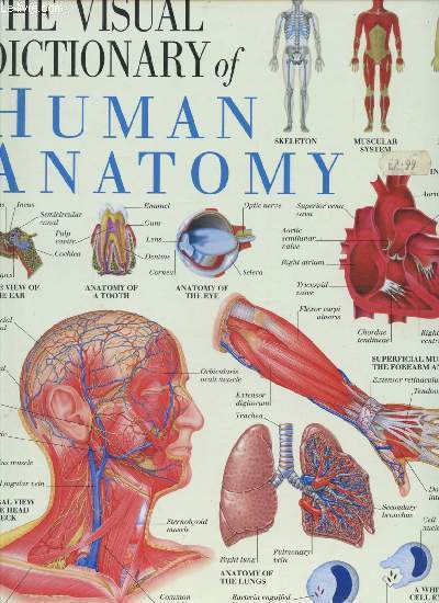 THE VISUAL DICTIONARY OF HUMAN ANATOMY - BONES OF THE HAND - OUVRAGE EN ANGLAIS